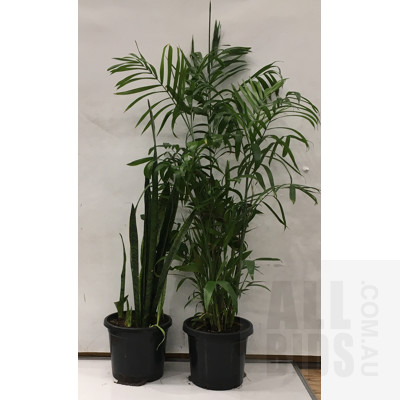 Mother In Law's Tongue - Snake Plant And Bamboo Palm - Chamaedorea Seifrizii Indoor Plants In Black Plastic Pots,  Lot Of Two