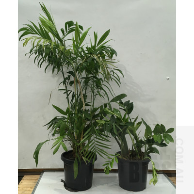 Zanzibar Gem - Zamioculus Zalmiofolia And Bamboo Palm - Chamaedorea Seifrizii Indoor Plants In Black Plastic Pots,  Lot Of Two