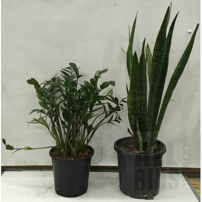 Zanzibar Gem - Zamioculus Zalmiofolia And Mother In Law's Tongue - Snake Plant Indoor Plants In Black Plastic Pots,  Lot Of Two
