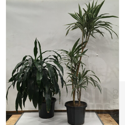 Janet Craig - Dracaena Deremensis And Warneckeii - Dracaena Deremensis Indoor Plants In Black Plastic Pots,  Lot Of Two
