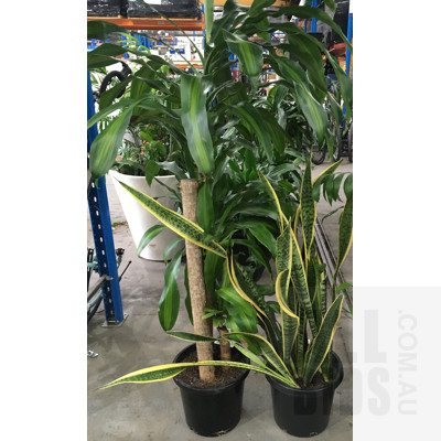 Mother In Law's Tongue - Snake Plant And Happy Plant - Massangeana - Dracaena Fragrans Indoor Plants In Black Plastic Pots,  Lot Of Two