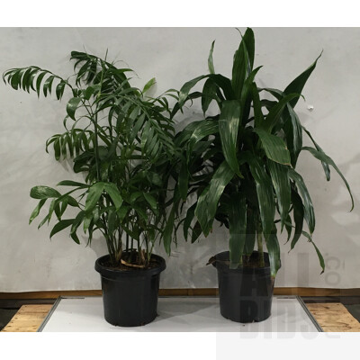 Janet Craig - Dracaena Deremensis And Bamboo Palm - Chamaedorea Seifrizii Indoor Plants In Black Plastic Pots,  Lot Of Two