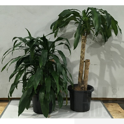 Janet Craig - Dracaena Deremensis And Happy Plant - Massangeana - Dracaena Fragrans Indoor Plants In Black Plastic Pots,  Lot Of Two