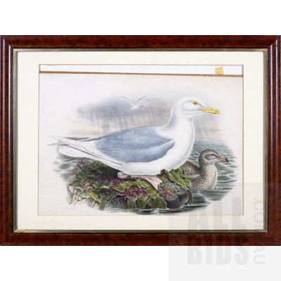 Framed John Gould Hand-Coloured Lithograph, Larus Glaucus, 35.5 x 45 cm (image size)