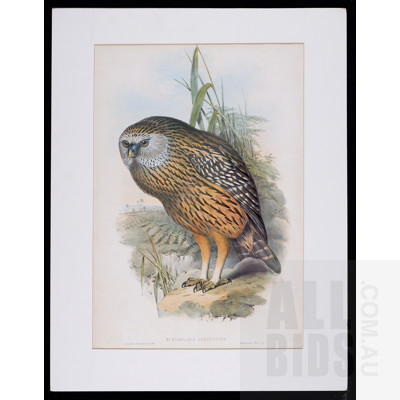 A Group of Six Unframed John Gould Hand-Coloured Lithographs, each approx. 50 x 30 cm (image size) (6)