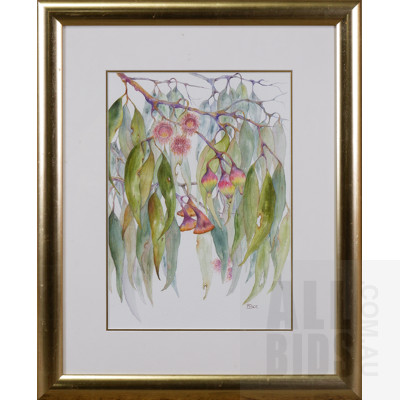 Margaret Bice, Gum Leaves with Blossom, Pencil and Watercolour, 35 x 25 cm