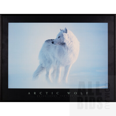 Framed Reproduction Print Titled Arctic Wolf