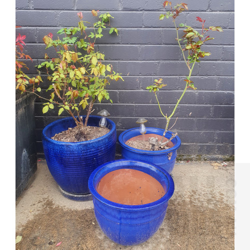 Three Blue Glazed Garden Pots, Two with Roses