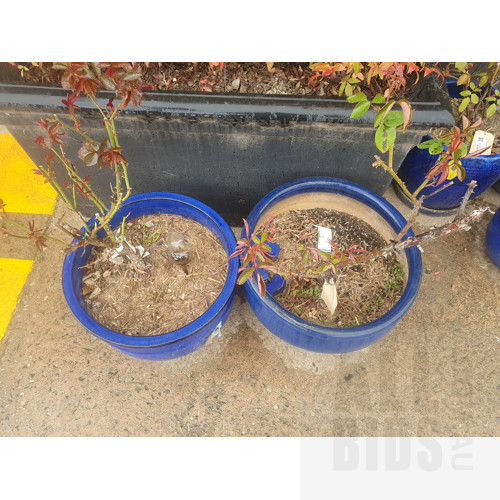Two Blue Glazed Garden Pots with Roses