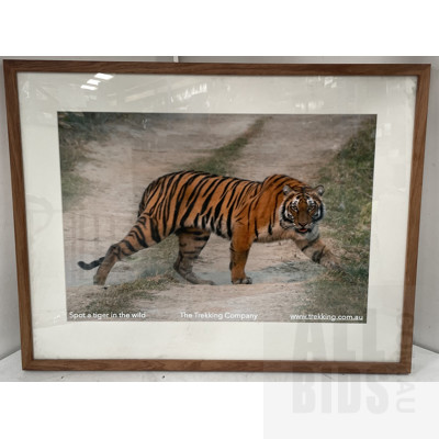 Framed Print of a Wild Tiger