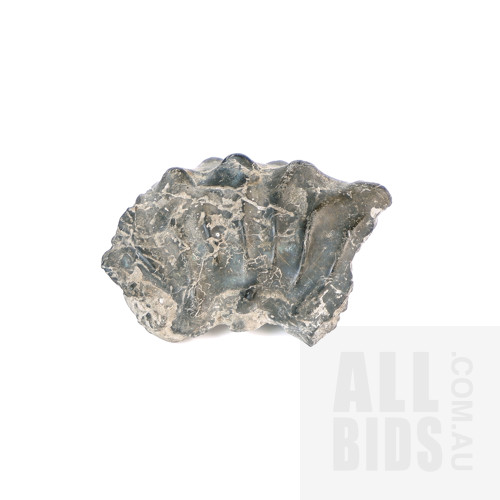 Diprotodont Tooth
