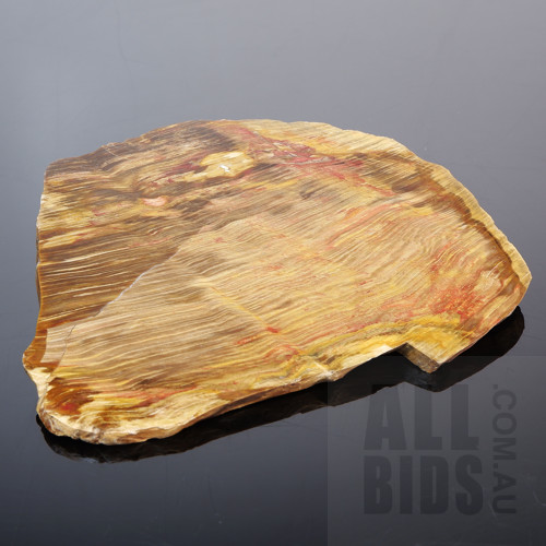 Large Cut and Polished Slice of Petrified Wood