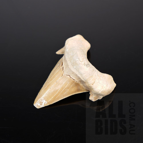 Tooth Fossil