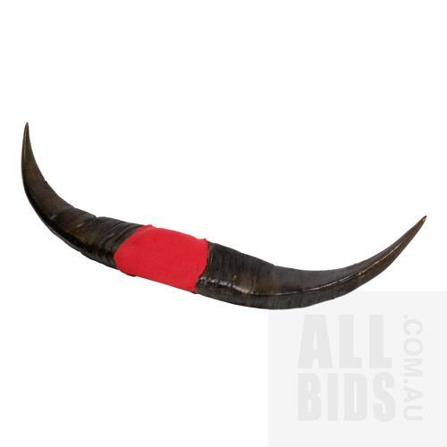 Large Pair of Water Buffalo Horns