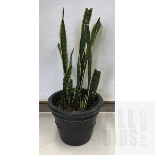 Mother In Law's Tongue - Snake Plant, Indoor Plant With Round Plastic Black Cotta Pot