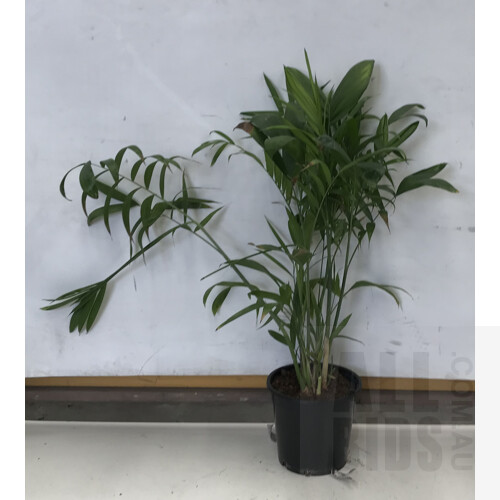 Bamboo Palm - Chamaedorea Seifrizii Indoor Plant