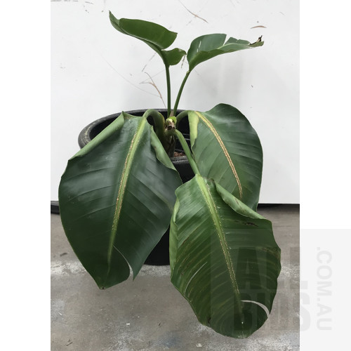 Philodendron Gigantea Variegated, Indoor Plant With Round Plastic Black Cotta Pot