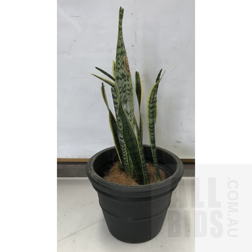 Mother In Law's Tongue - Snake Plant, Indoor Plant With Round Plastic Black Cotta Pot