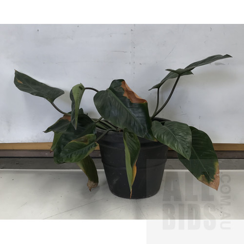 Philodendron Rojo Congo, Indoor Plant With Round Plastic Black Cotta Pot