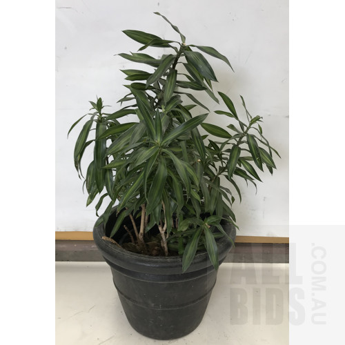 Dracaena Reflexa Malay Stripe, Indoor Plant With Round Plastic Black Cotta Pot