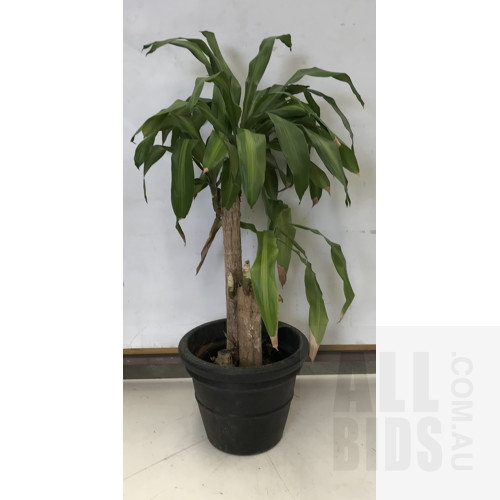 Dracenea Fragrants Massangean - Striped Happy Plant, Indoor Plant With Round Plastic Black Cotta Pot