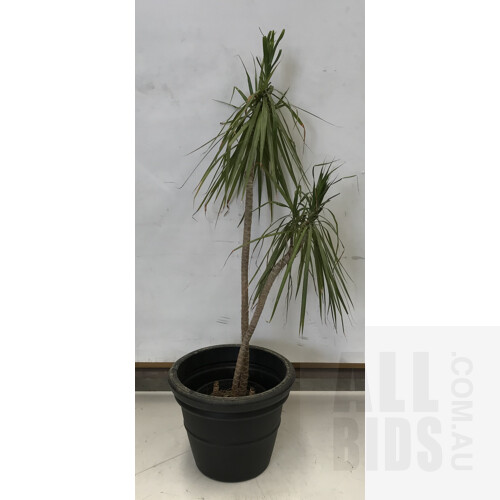 Dracenea Marginata - Madagascan Dragon Palm, Indoor Plant With Round Plastic Black Cotta Pot