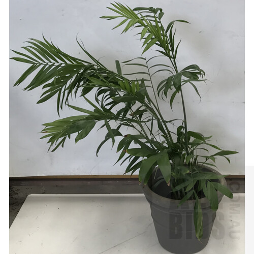 Bamboo Palm - Chamaedorea Seifrizii , Indoor Plant With Round Plastic Grey Cotta Pot