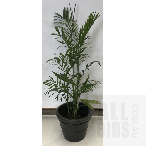 Bamboo Palm - Chamaedorea Seifrizii , Indoor Plant With Round Plastic Black Cotta Pot