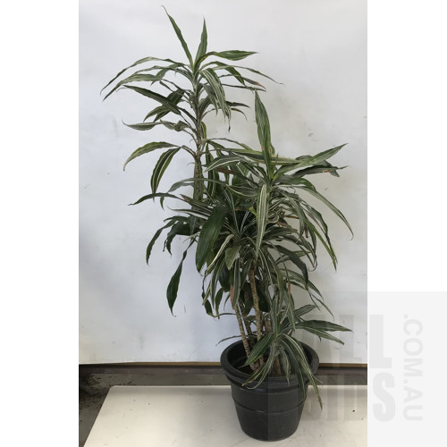 Warneckeii - Dracaena Deremensis, Indoor Plant With Round Plastic Black Cotta Pot