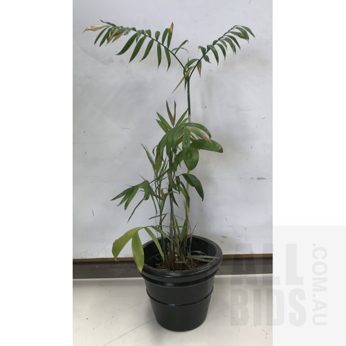 Bamboo Palm - Chamaedorea Seifrizii , Indoor Plant With Round Plastic Black Cotta Pot