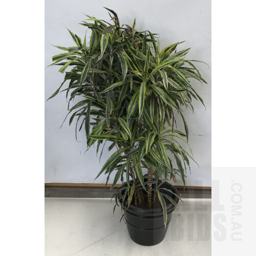 Warneckeii - Dracaena Deremensis, Indoor Plant With Round Plastic Black Cotta Pot