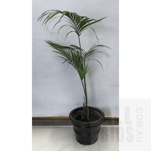 Kentia Palm - Howea Forsteriana , Indoor Plant With Round Plastic Black Cotta Pot
