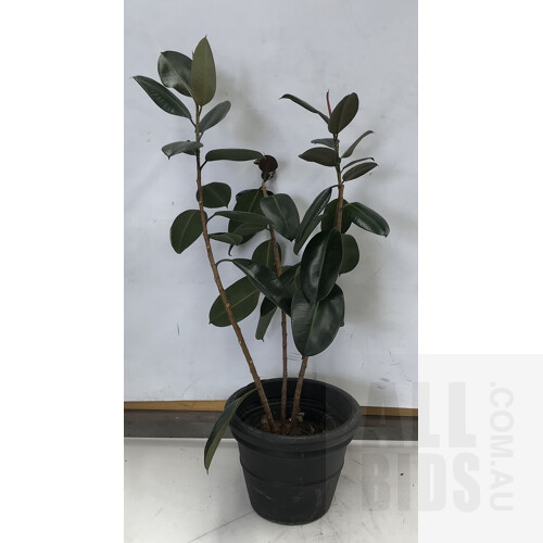 Rubber Tree, Indoor Plant With Round Plastic Black Cotta Pot