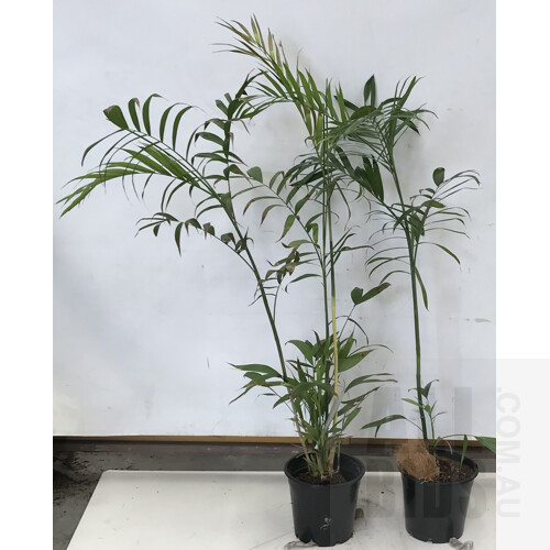 Bamboo Palm - Chamaedorea Seifrizii Indoor Plant - Lot Of Two