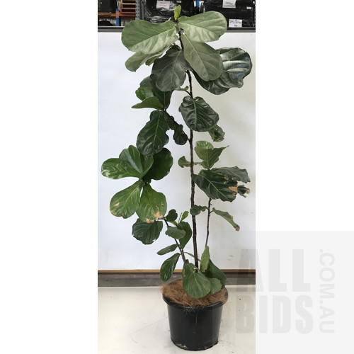 Fiddle Leaf Fig - Ficus Lyrata, Indoor Plant With Round Plastic Black Cotta Pot
