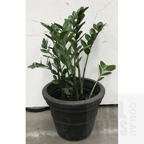 Zanzibar Gem - Zamioculus Zalmiofolia, Indoor Plant With Round Plastic Black Cotta Pot
