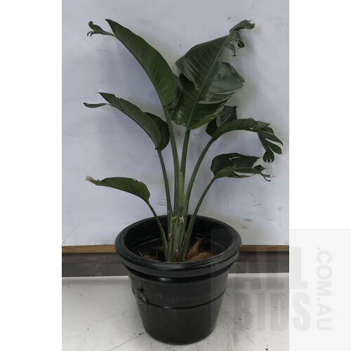 Bird Of Paradise - Strelitzia Nicolai, Indoor Plant With Round Plastic Black Cotta Pot