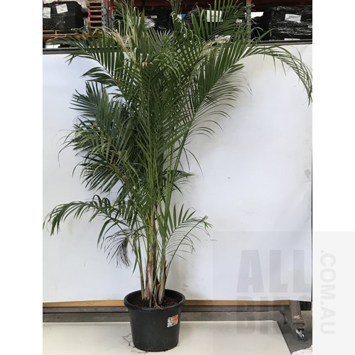 Golden Cane Palm (Dypsis Lutescens) Indoor Plant