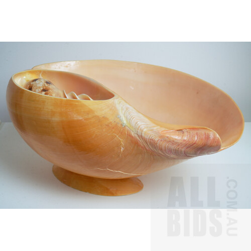 Large Conch Shell Bowl