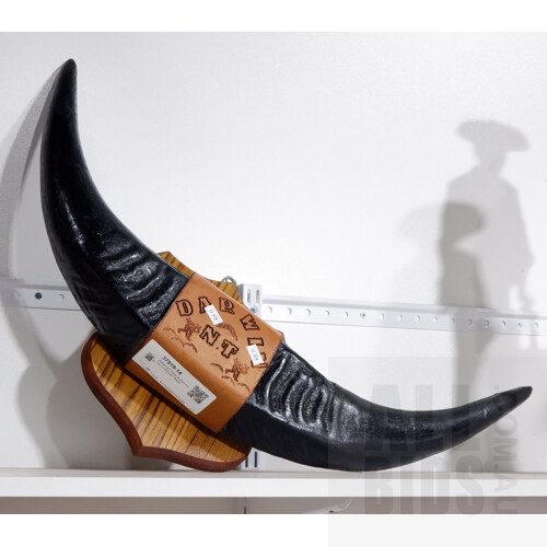 Darwin NT Resin Buffalo Horns on Wooden Shield