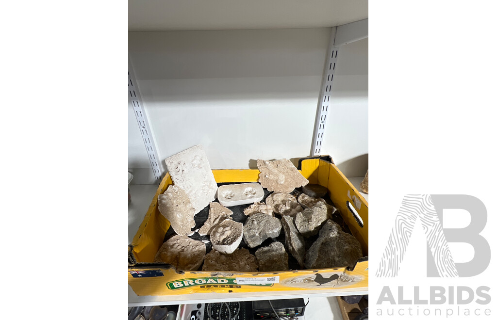 Box of Various Plaster Casts of Fossils and Geodes