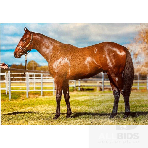 Casino Prince x Dessert Gelding - 5% Share