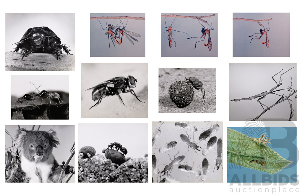 Collection of Photographs by Chris Lourandos - CSIRO Entomology Division. Various Sizes, Largest 62 X 60 Cm