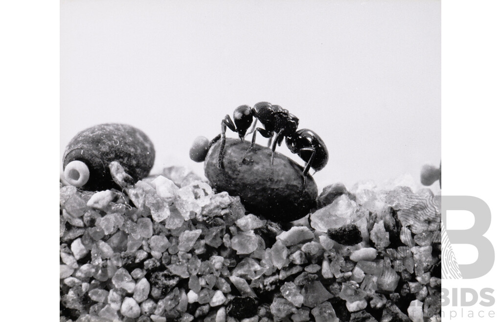 Collection of Photographs by Chris Lourandos - CSIRO Entomology Division. Various Sizes, Largest 62 X 60 Cm