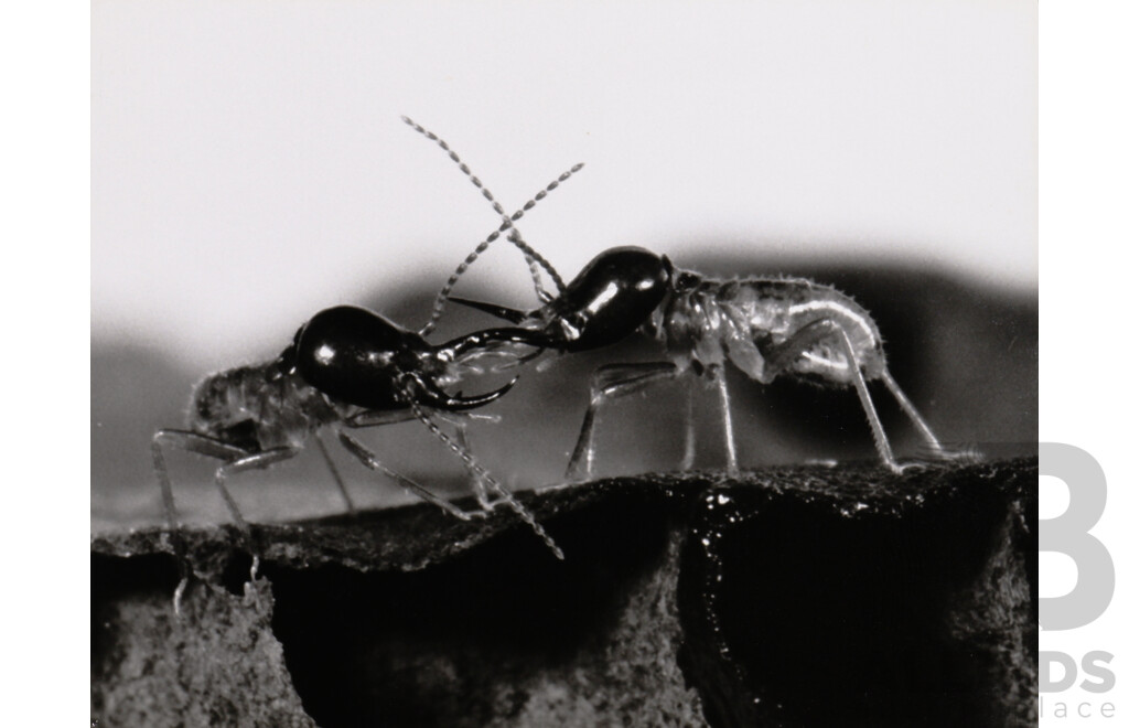 Collection of Photographs by Chris Lourandos - CSIRO Entomology Division. Various Sizes, Largest 62 X 60 Cm