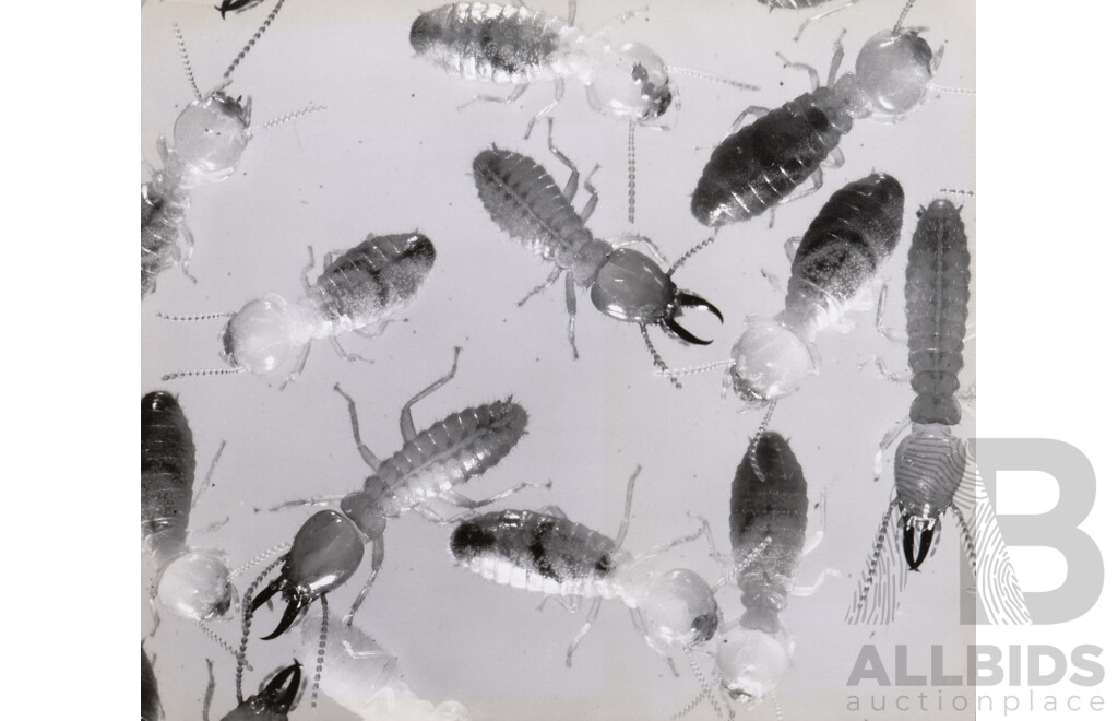 Collection of Photographs by Chris Lourandos - CSIRO Entomology Division. Various Sizes, Largest 62 X 60 Cm