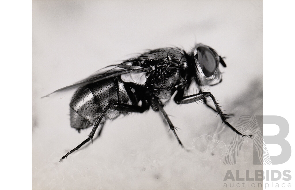 Collection of Photographs by Chris Lourandos - CSIRO Entomology Division. Various Sizes, Largest 62 X 60 Cm