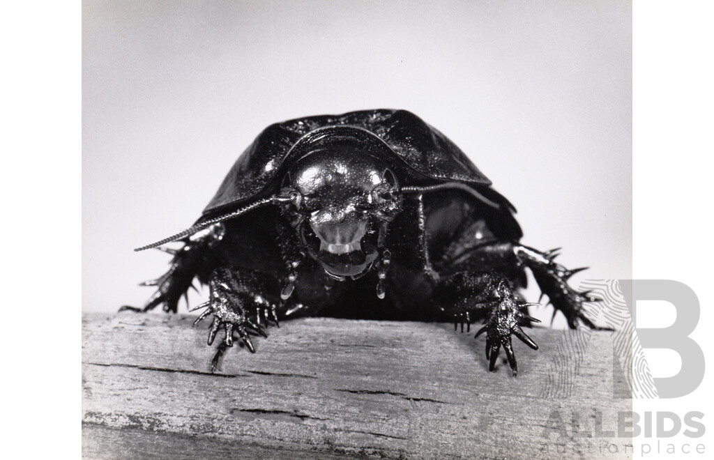 Collection of Photographs by Chris Lourandos - CSIRO Entomology Division. Various Sizes, Largest 62 X 60 Cm