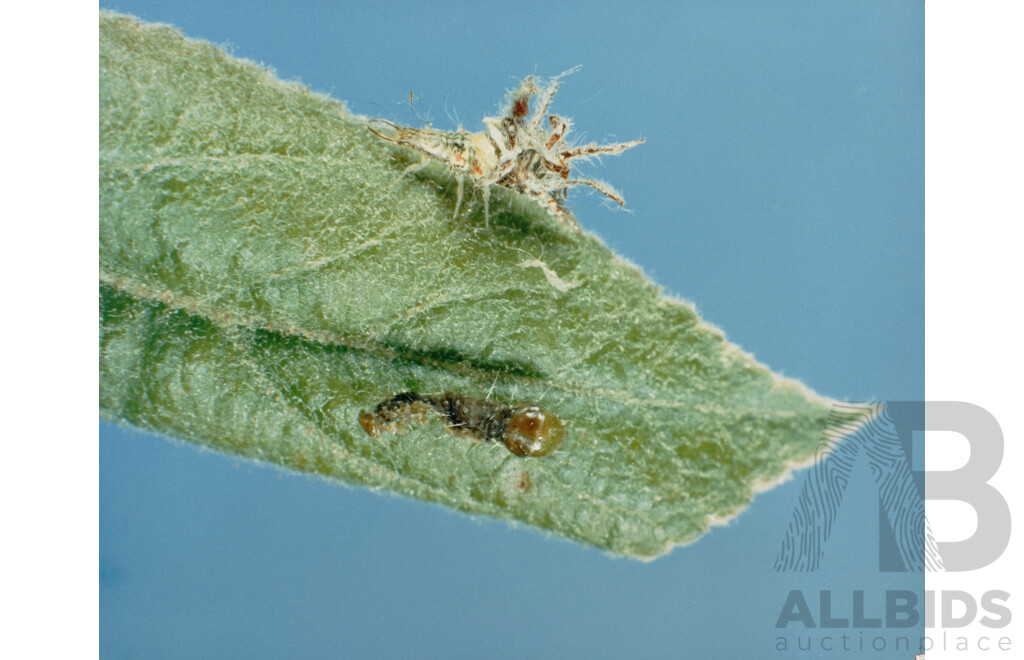 Collection of Photographs by Chris Lourandos - CSIRO Entomology Division. Various Sizes, Largest 62 X 60 Cm