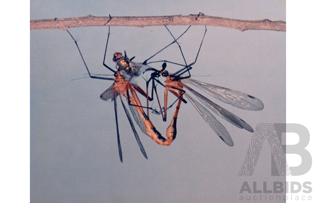 Collection of Photographs by Chris Lourandos - CSIRO Entomology Division. Various Sizes, Largest 62 X 60 Cm